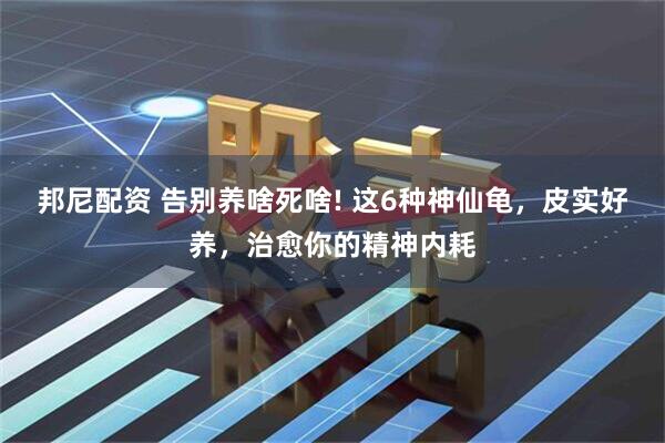 邦尼配资 告别养啥死啥! 这6种神仙龟，皮实好养，治愈你的精神内耗